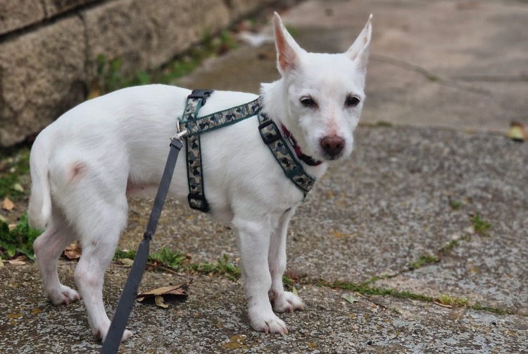 Alerte Disparition Chien  Femelle , 16 ans Narbonne France
