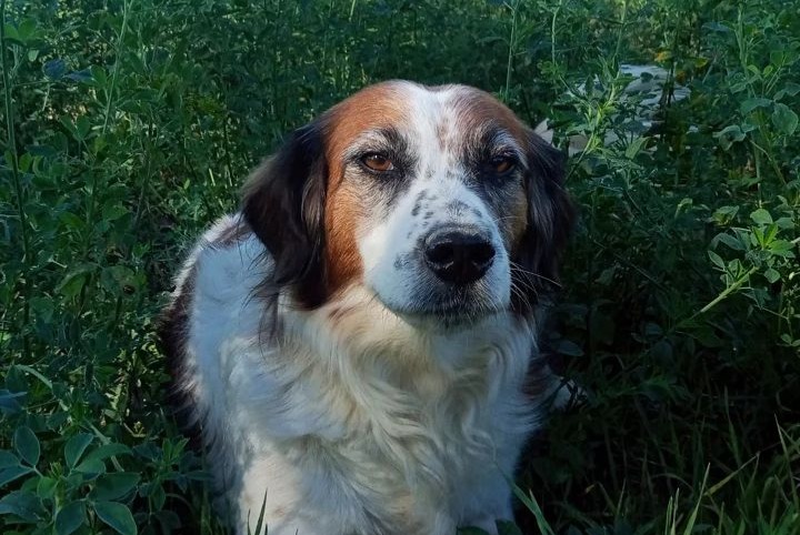 Alerte Disparition Chien croisement Femelle , 15 ans Les Brunels France Alerte Disparition Chien croisement Femelle , 15 ans Les Brunels France