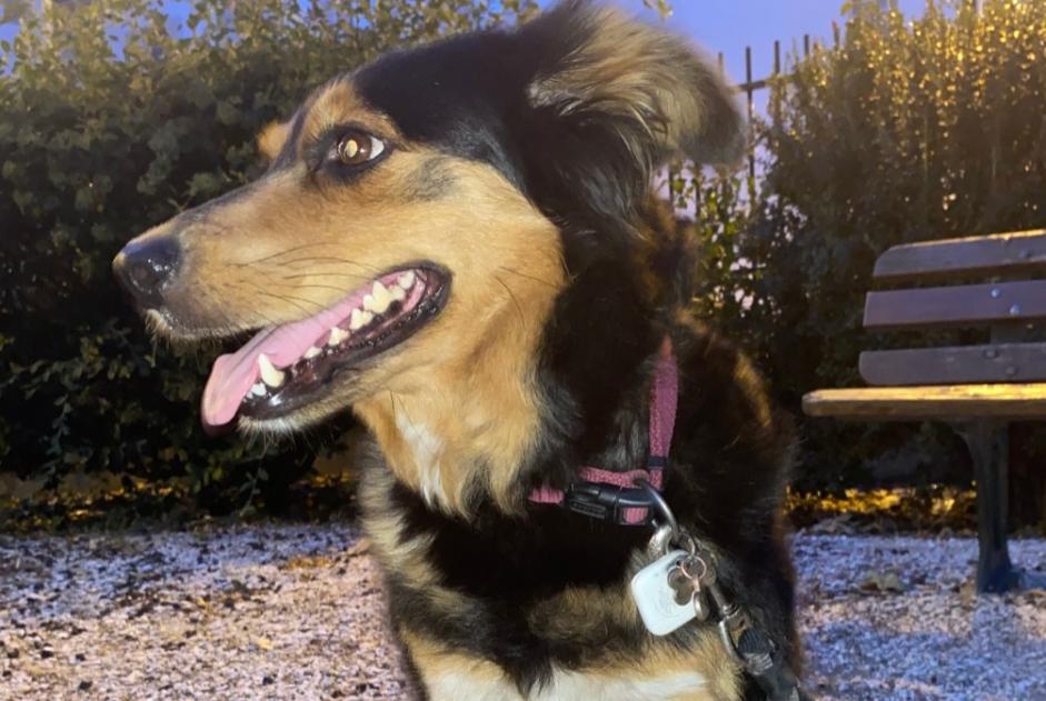 Alerte Découverte Chien croisement Femelle , 1 année Limoux France Alerte Découverte Chien croisement Femelle , 1 année Limoux France