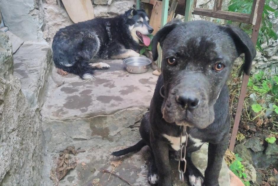 Avviso Ritrovamento Cane Maschio Jonquières Francia