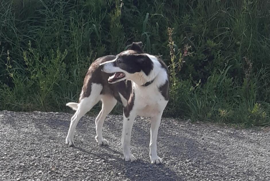 Ontdekkingsalarm Hond rassenvermenging Vrouwtje Saint-André-de-Roquelongue Frankrijk Ontdekkingsalarm Hond rassenvermenging Vrouwtje Saint-André-de-Roquelongue Frankrijk